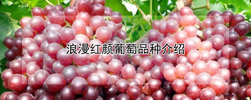 浪漫红颜葡萄品种介绍