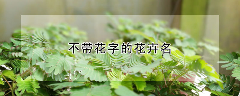 不带花字的花卉名