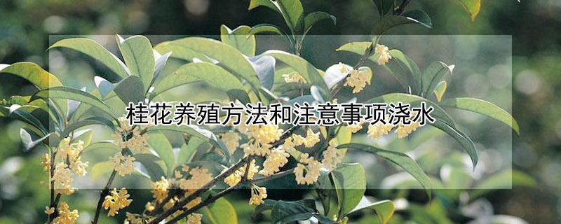 桂花养殖方法和注意事项浇水