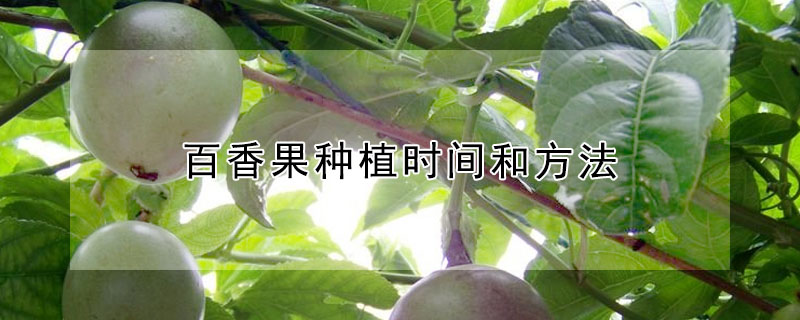 百香果种植时间和方法