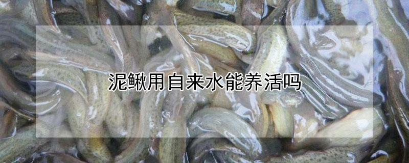 泥鳅用自来水能养活吗