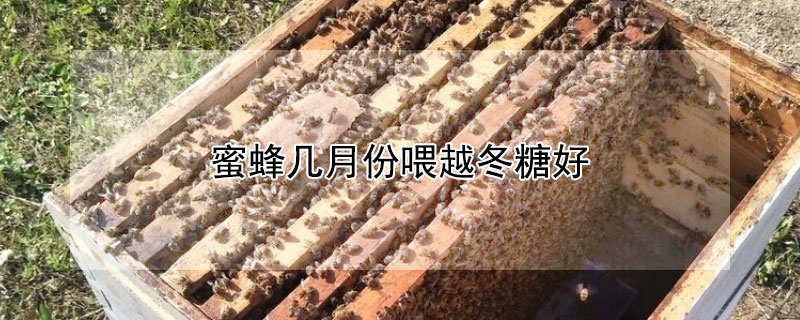 蜜蜂几月份喂越冬糖好