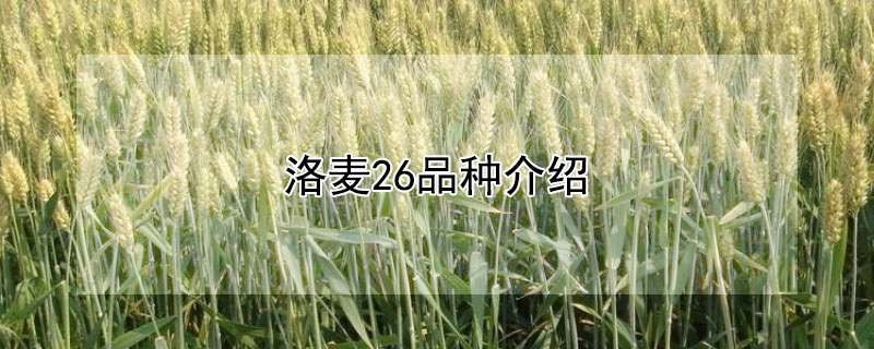 洛麦26品种介绍