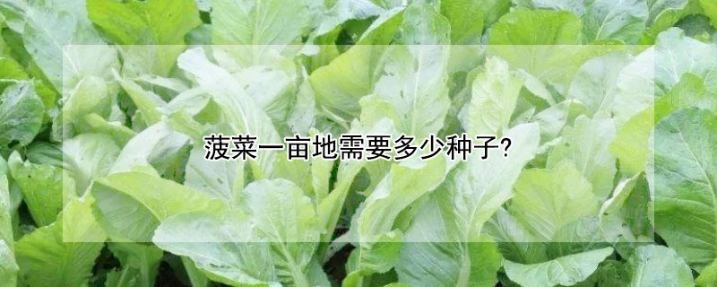 菠菜一亩地需要多少种子?