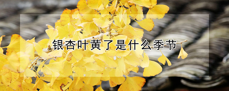 银杏叶黄了是什么季节