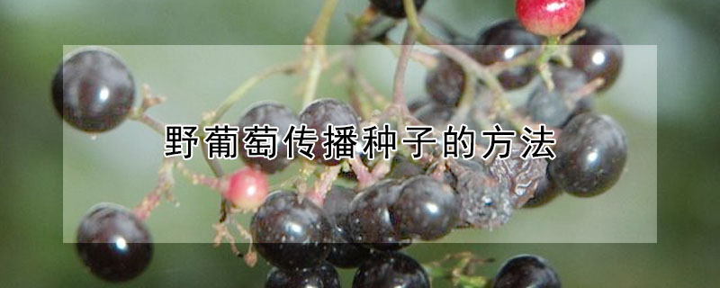 野葡萄传播种子的方法