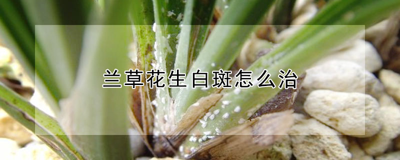 兰草花生白斑怎么治