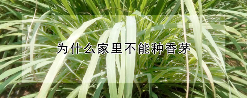 为什么家里不能种香茅