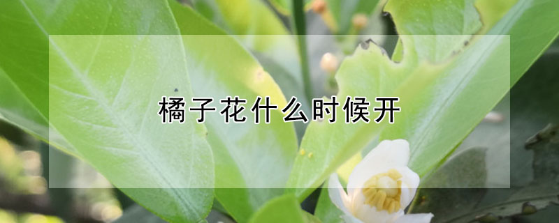 橘子花什么时候开