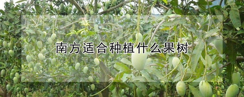 南方适合种植什么果树