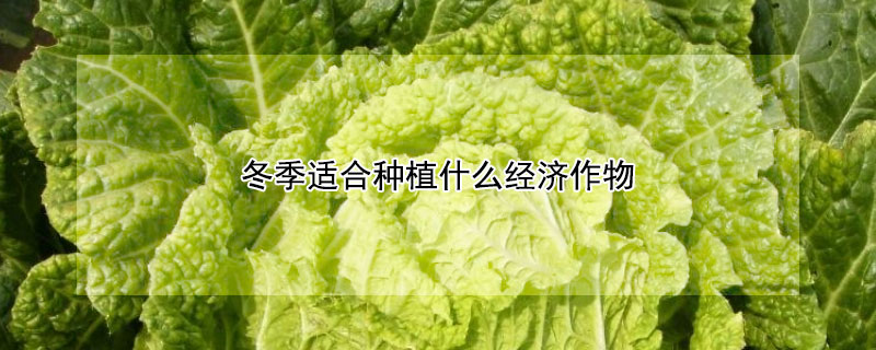 冬季适合种植什么经济作物