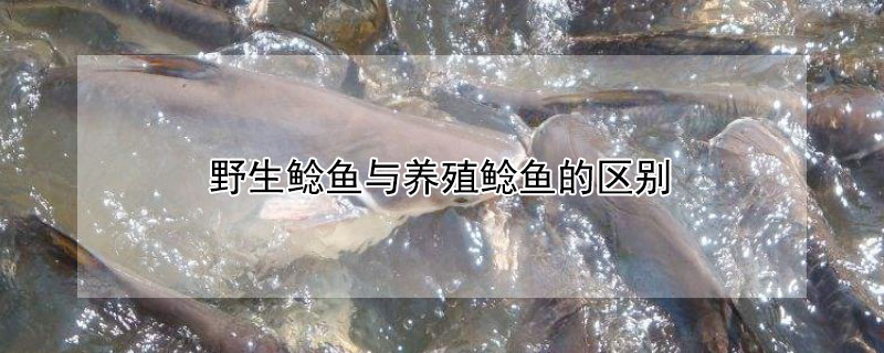 野生鲶鱼与养殖鲶鱼的区别