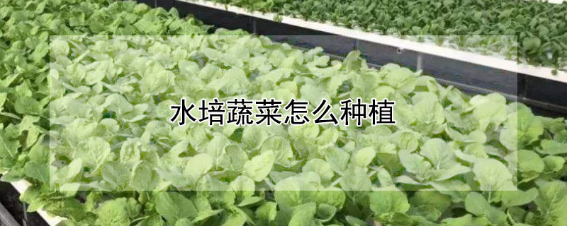 水培蔬菜怎么种植