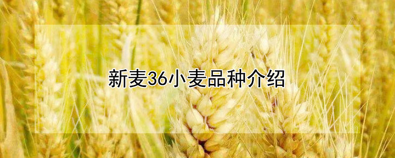 新麦36小麦品种介绍 —【发财农业网】