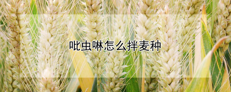 吡虫啉怎么拌麦种