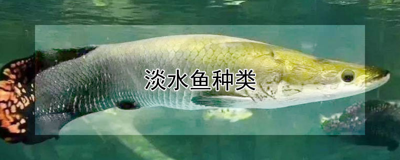 淡水鱼种类