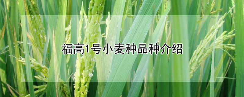 福高1号小麦种品种介绍