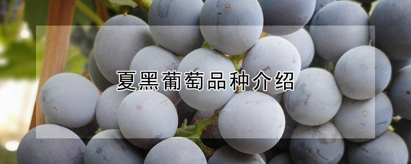 夏黑葡萄品种介绍