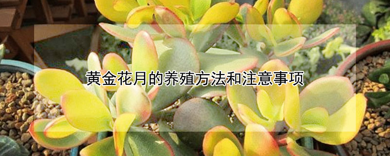 黄金花月的养殖方法和注意事项 发财农业网 黄金花月的养殖方法和注意事项 发财农业网
