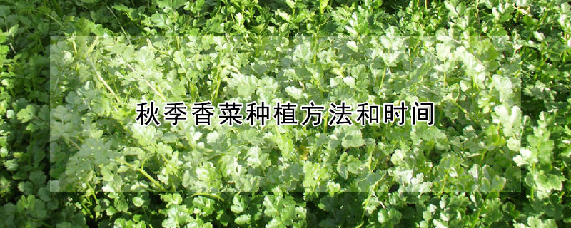 秋季香菜种植方法和时间