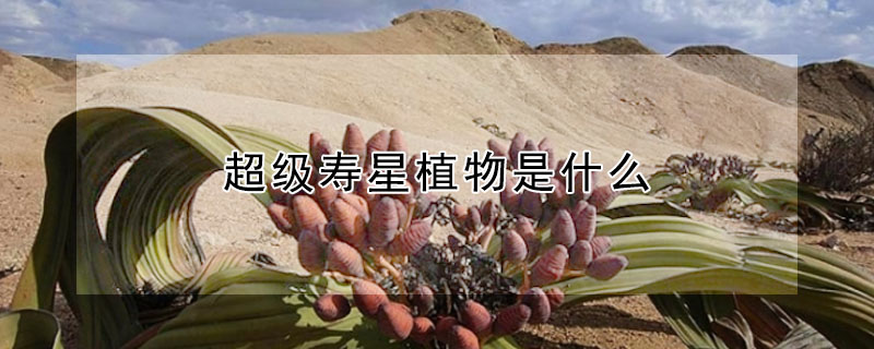 超级寿星植物是什么