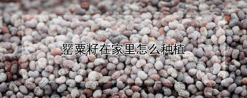 罂粟籽在家里怎么种植