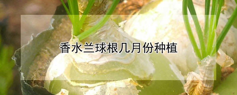 香水兰球根几月份种植
