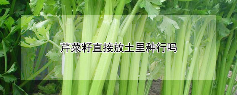 芹菜籽直接放土里种行吗