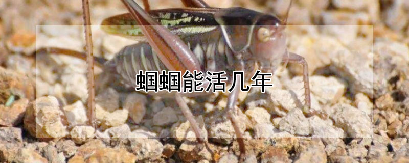 蝈蝈能活几年