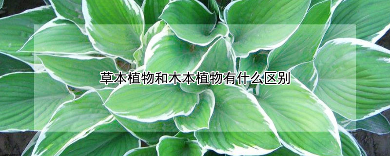 草本植物和木本植物有什么区别