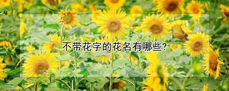 不带花字的花名有哪些 发财农业网