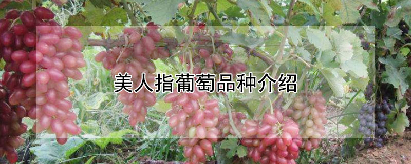 美人指葡萄品种介绍