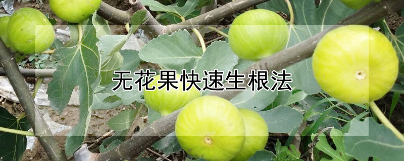 无花果快速生根法