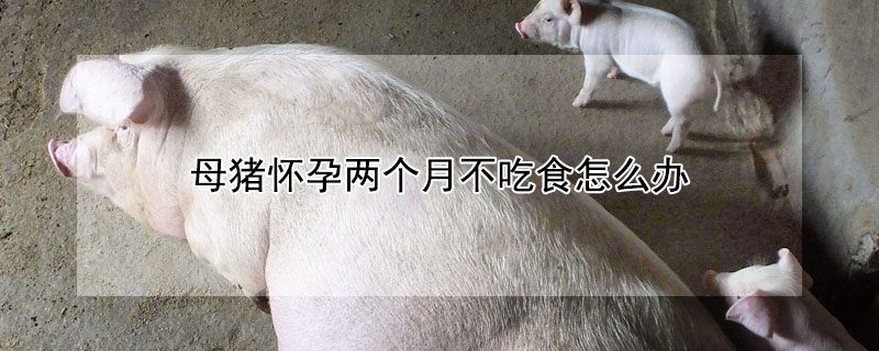 母猪怀孕两个月不吃食怎么办