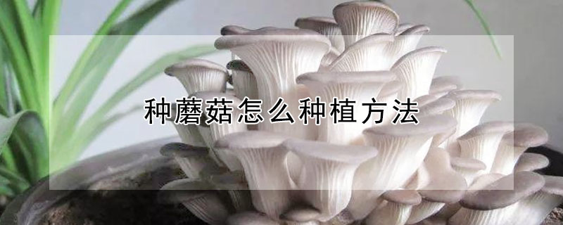 种蘑菇怎么种植方法