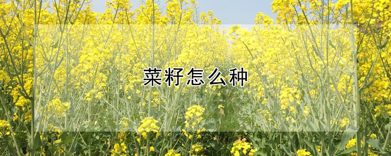 菜籽怎么种