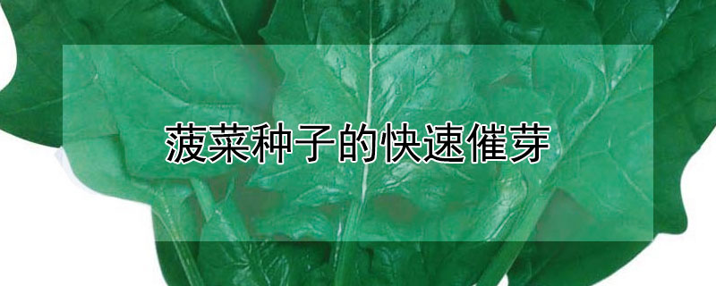 菠菜种子的快速催芽