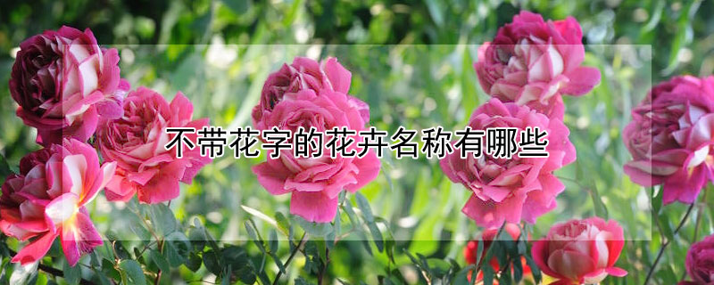 不带花字的花卉名称有哪些