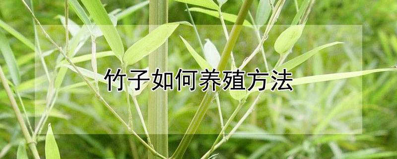 竹子如何养殖方法
