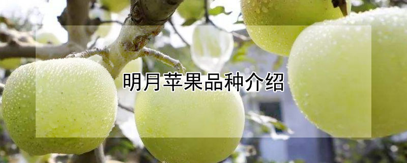 明月苹果品种介绍