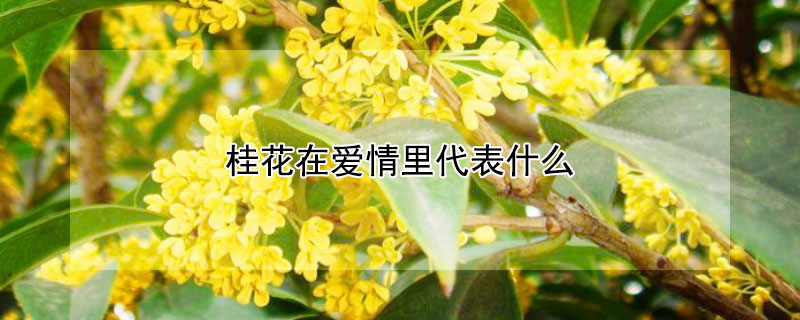 桂花在爱情里代表什么