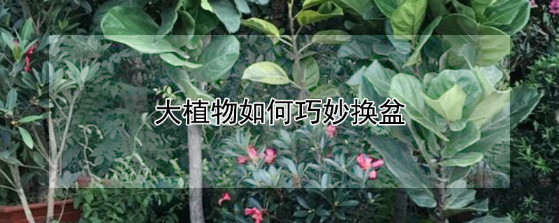 大植物如何巧妙换盆