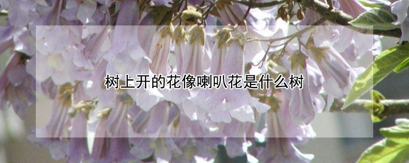 树上开的花像喇叭花是什么树