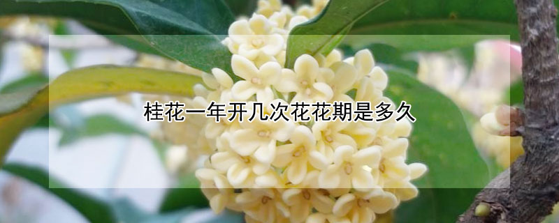 桂花一年开几次花花期是多久