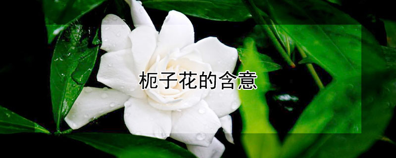 枙子花的含意