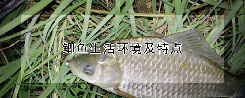 鲫鱼生活环境及特点