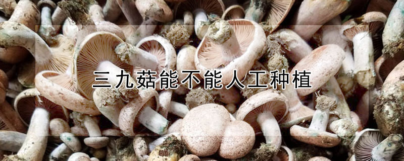 三九菇能不能人工种植