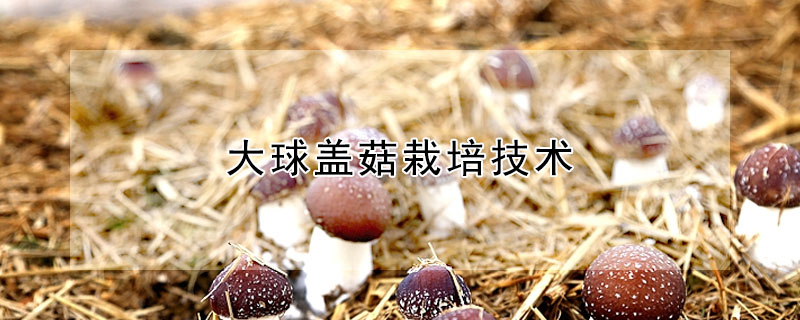大球盖菇栽培技术