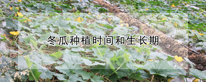 冬瓜种植时间和生长期