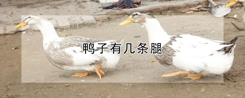 鸭子有几条腿